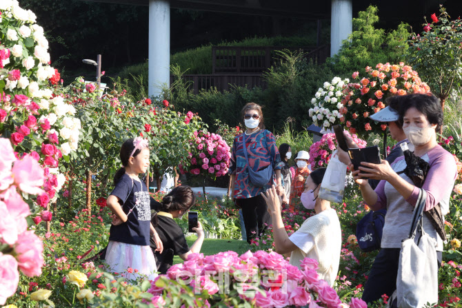 장미 정원에서 사진 찍는 시민들                                                                                                                                     ...