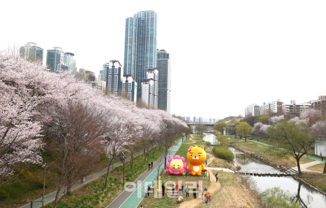 양재천 벚꽃                                                                                                                                               ...