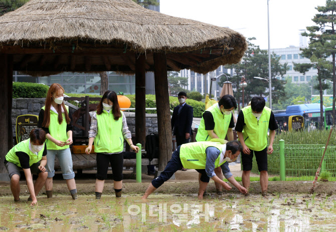 [포토] 모심기는 이렇게~