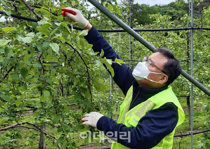 [포토] 사과 적과작업하는 양호진 안심축산분사장