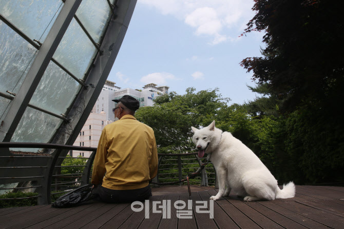 [포토]강아지 지치게 만드는 뜨거운 햇빛