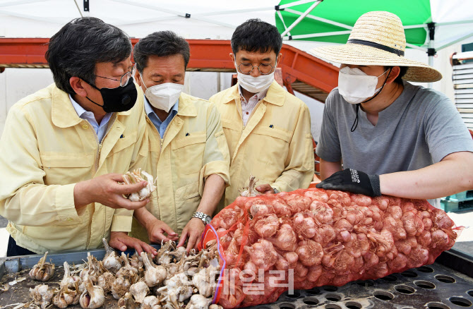이상고온 피해로 판로 막힌 남도종 마늘, 정부 수매물량 확대