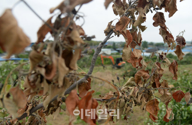 문경에서 과수화상병 의심신고, 초동방역 조치