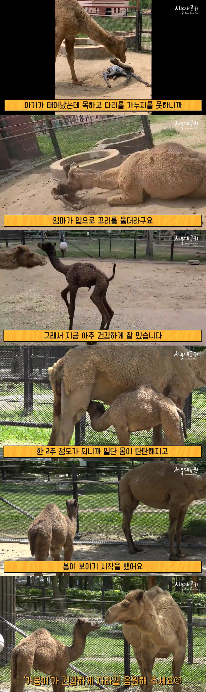 "귀여운 아기 낙타" 서울대공원 포도·주스 사이 '거봉' 탄생