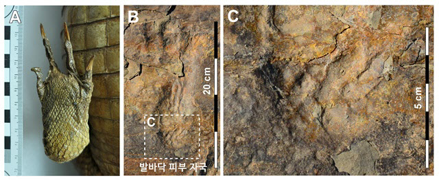 "1억년전 원시악어가 한반도서 두발로 걷고 무리지어 행동"