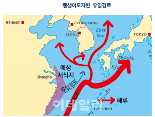 ‘中 불청객’ 괭생이모자반, 656톤 밀려왔다…“韓 어민 직격탄”