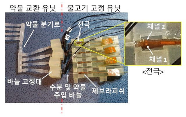 여러 마리 물고기 뇌파 동시에 측정...신약 연구 정확성 높인다