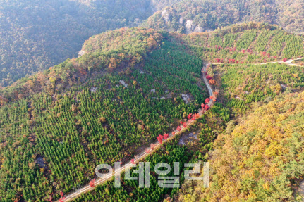 산림청 "건강하고 아름다운 숲 조성한 조림지 찾아요"