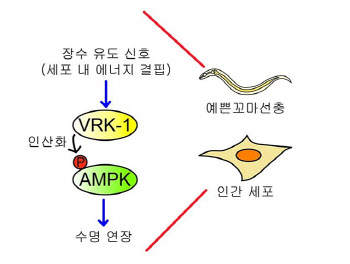 1mm 크기 예쁜꼬마선충에서 노화 늦출 '힌트' 얻었다