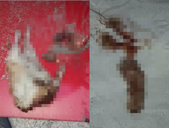 아파트에 머리·다리 잘린 고양이 사체가…동물단체 "사람 소행"
