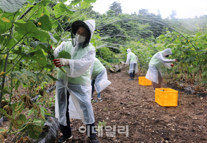 [포토] 농협 IT전략본부, 농가 일손돕기