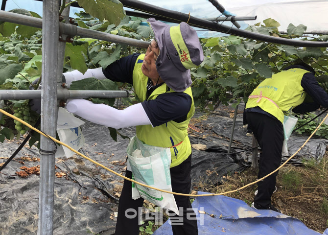 [포토] NH저축은행, 농촌일손돕기