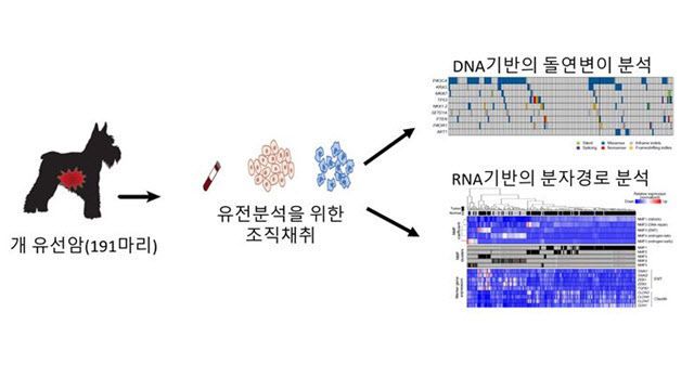 우리 '반려견' 암치료 가능할까···의·수의대 교수에게 직접 들었다