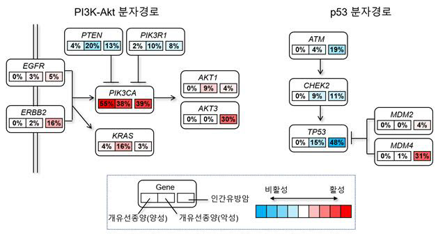 암에 걸린 반려견 치료할까···유전적 배경 알아냈다