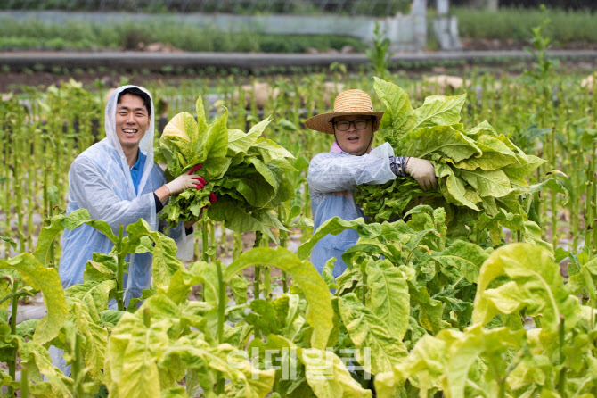 KT&G, 14년째 잎담배 수확 봉사활동