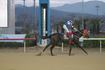 3세때 단 한번만 출전, 최고경주 '코리안더비'