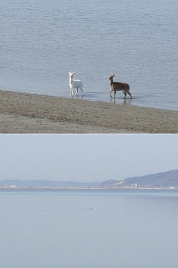  홍수 나자 하천에 둥둥…사실 '수영하는 사슴'입니다