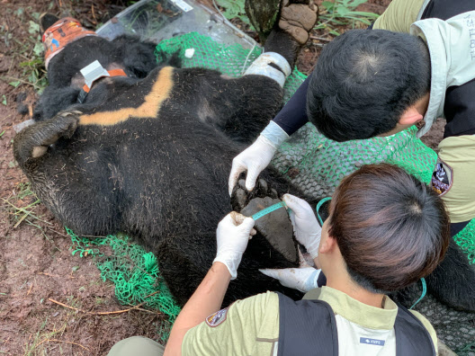 신풍령서 미확인 반달가슴곰 포획…발신기 부착 후 방사
