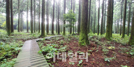 "제주 산림생태계 보고 '한남 숲'에서 휴가철 힐링해요"