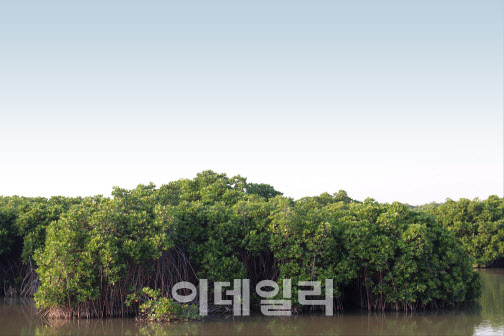 韓, 첫 융합 ODA사업으로 베트남 맹그로브숲 복원