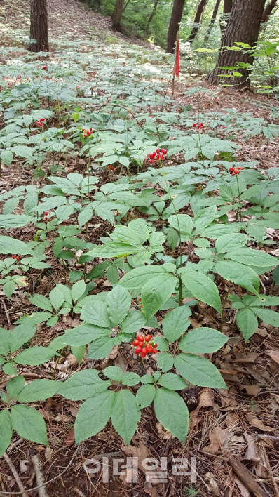 "산양삼이 인삼보다 면역증진 효과 1.4~2.4배 높아"