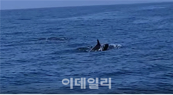 거문도서 국제보호종 '흑범고래' 200여마리 확인