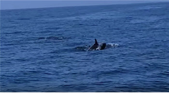 거문도서 국제보호종 '흑범고래' 200여마리 확인