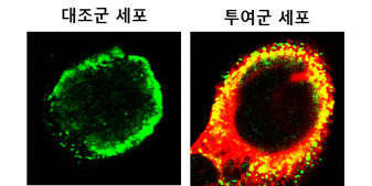 셀리버리, 톱3 제약사에 TSDT 검증 최종보고서 통보