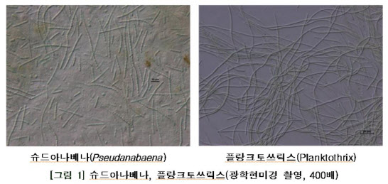 수돗물에서 곰팡이 냄새 일으키는 남조류 유전자 밝혀내