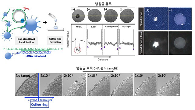 커피방울 착안해 감염병 진단···비싼 장비 없이 간단하게 한다