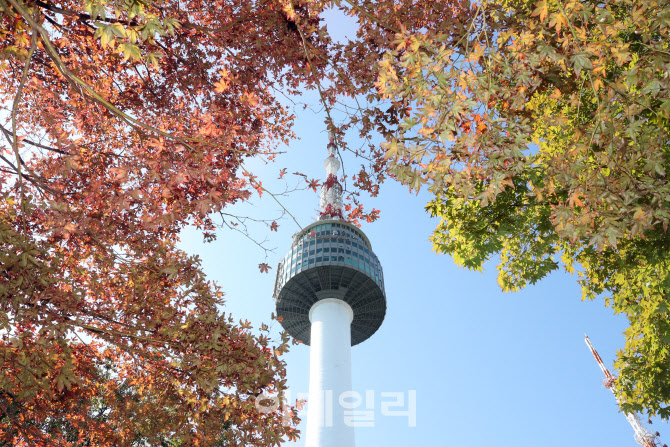 [포토]물들어가는 단풍나무