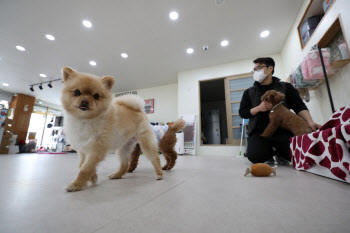 한입만 주고 싶은데…반려견에게 독 되는 추석 음식