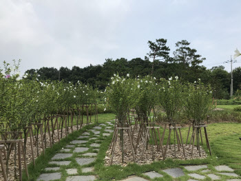 서울 성동구·인천 계양구·평택시, 무궁화동산 생긴다