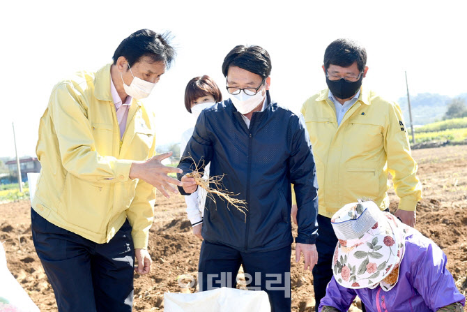 [포토]"인삼은 파주개성인삼이 최고"…6년근 '蔘' 수확현장 찾은 최종환 파주시장