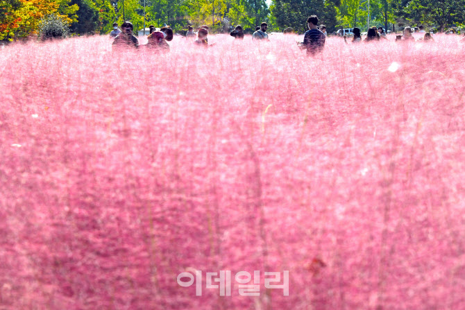 [포토]핑크뮬리 만개한 미사경정공원