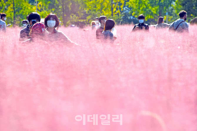 [포토]아름다운 핑크뮬리 만개한 미사경정공원