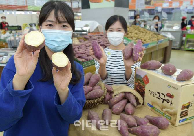 [포토] 농협유통, 영암 황토 고구마 출시