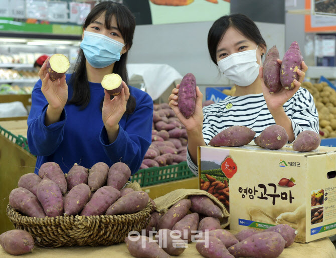 [포토] 스테디셀러 영암 황토 고구마