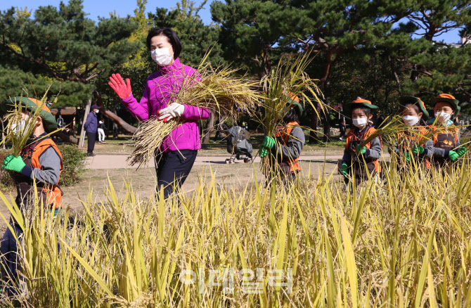 [포토] 양천구, 어린이들 벼베기 체험행사