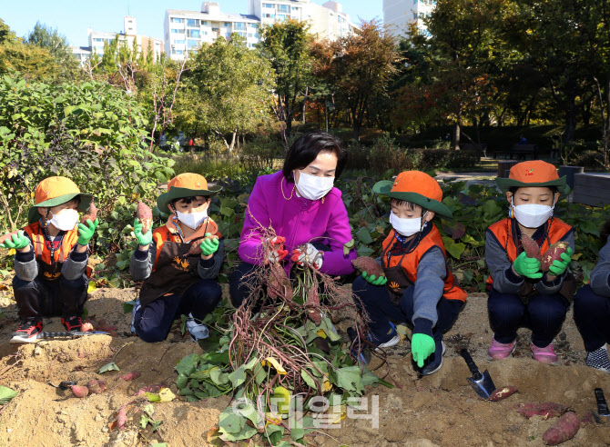 [포토] 고구마 캐는 양천구청장