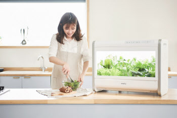 긴장·진통 완화 효과…웰스팜 모종 '숙면채' 출시