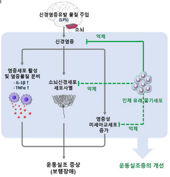 칠곡경북대병원 연구팀, 소뇌 운동실조증 줄기세포치료 근거 제시