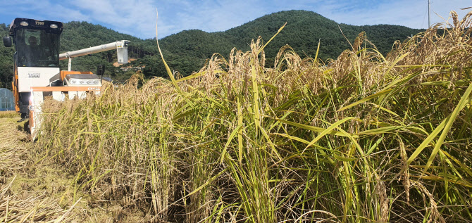 식량난 우려 커질까…11월 세계 식량 가격지수 발표