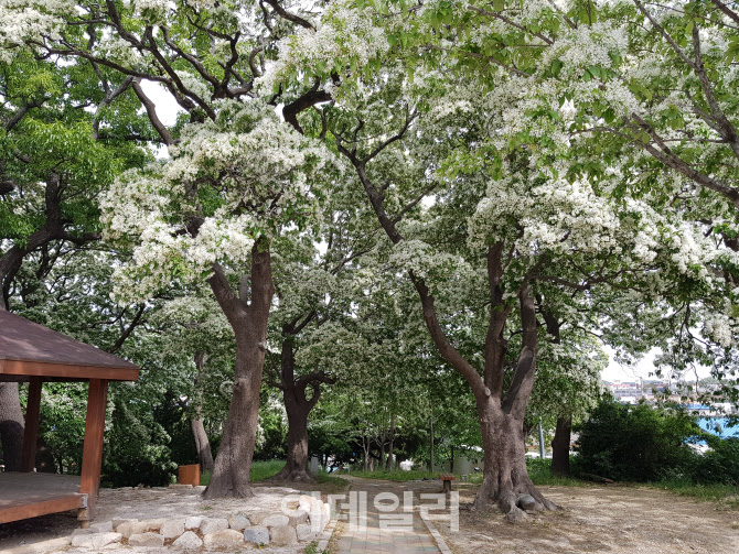 '포항 흥해항교 이팝나무 군락' 천연기념물 됐다