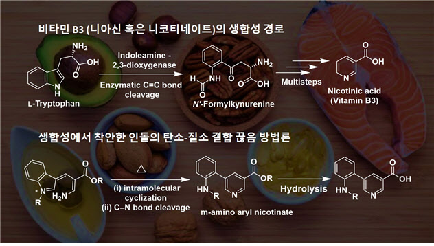전통천연물에 많이 포함된 화합물서 비타민 B3 물질 얻는다