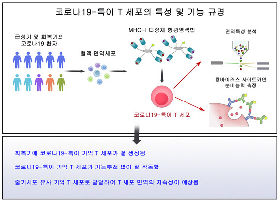 코로나19-특이 T 세포의 기능 및 특성, 세계 최초 규명