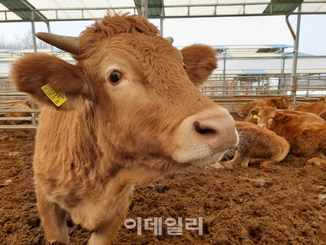 ‘투쁠’로 승부하는 한우농가들 “원가 부담 낮출 정책 절실”