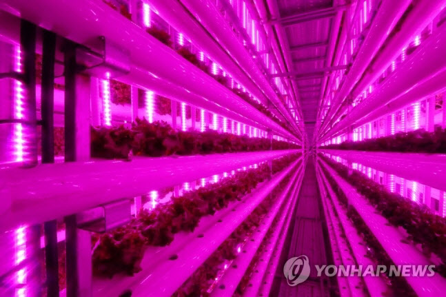 “美 대마초 합법화 확대에 식물용 LED 시장 급성장”