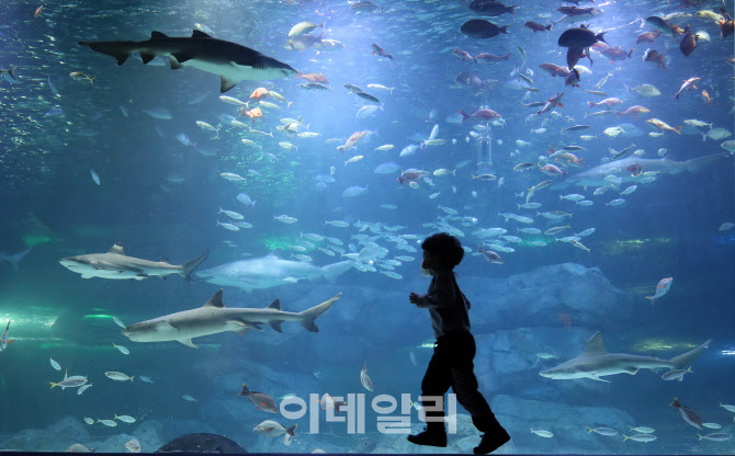 [포토]동심 사로잡는 바다 세계