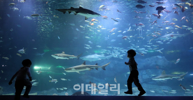 [포토]동심 사로잡는 다양한 해양 생물들